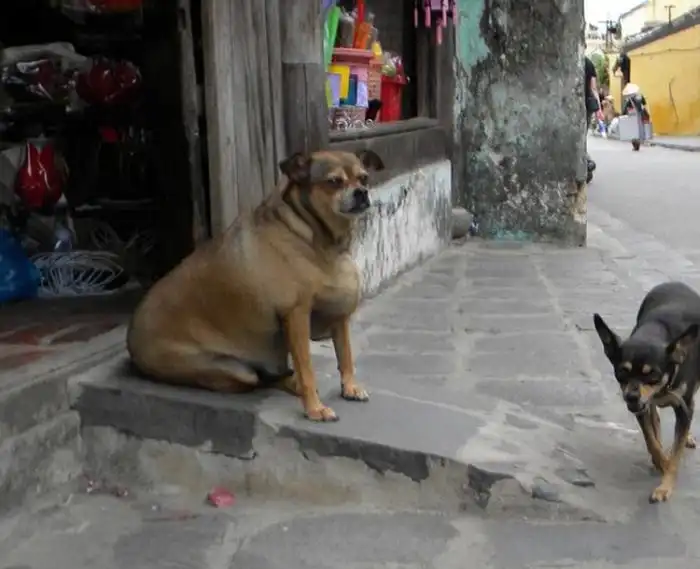 Собака-обожрака