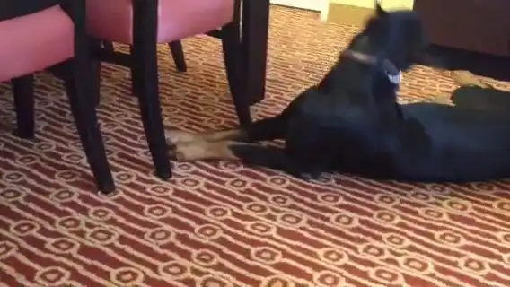 Доберман играет со шпицем и котёнком