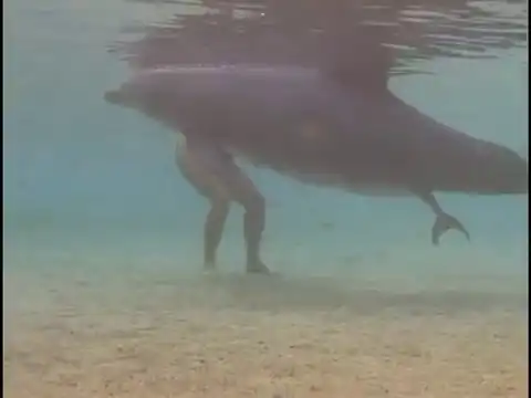 Рождение дельфинёнка