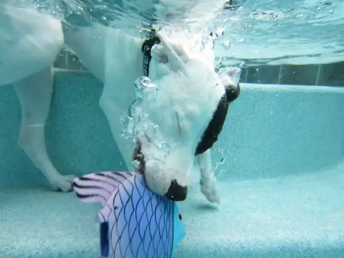 Пес, который любит подводное плавание