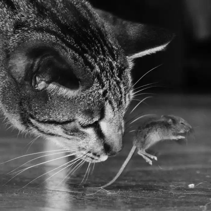 Триллер: "Кот и мышка"