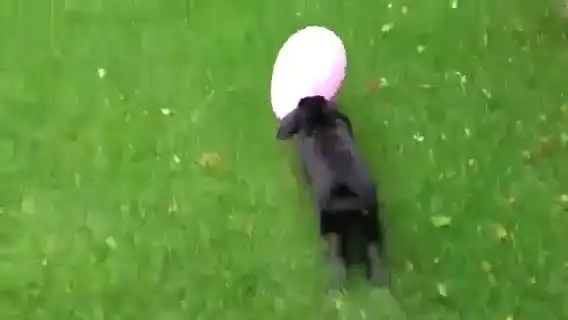 Похотливый кролик и любовь с воздушным шариком