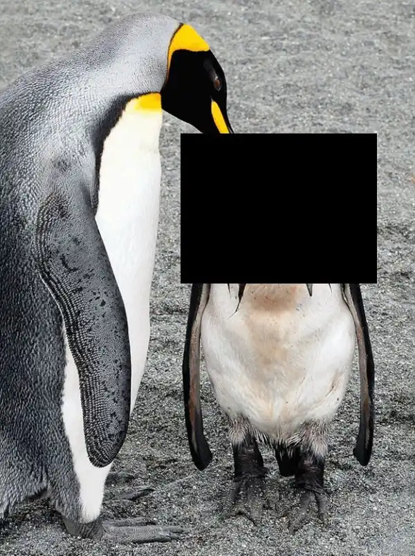 Нелегко живется пингвинам в период полового созревания