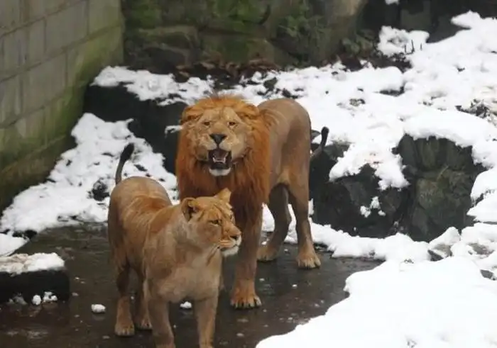 Новая забава в китайском зоопарке
