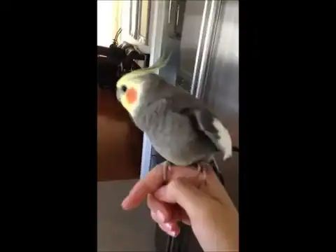 Крутой попугай, который любит исполнять дабстеп
