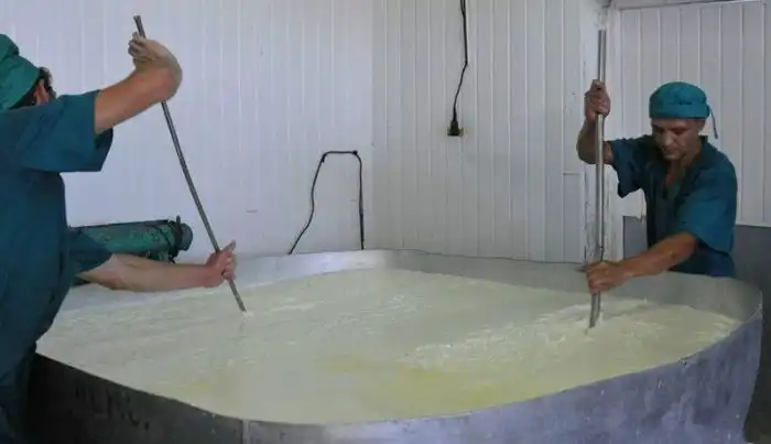Как производится сыр сулугуни