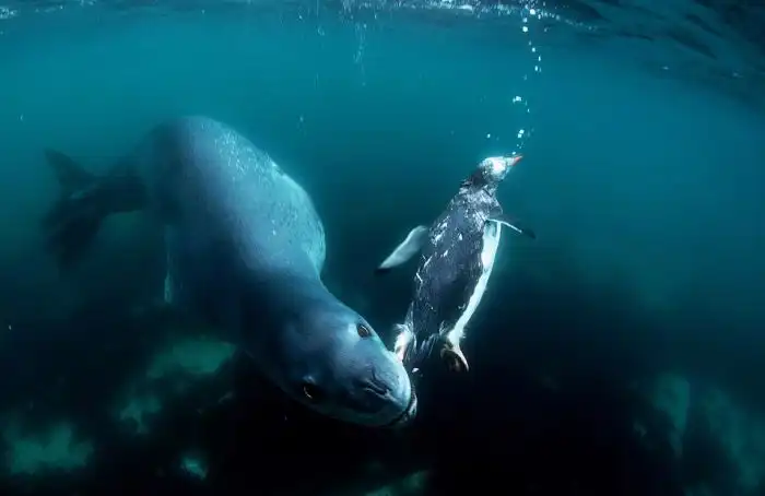 Фатальная встреча с тюленем