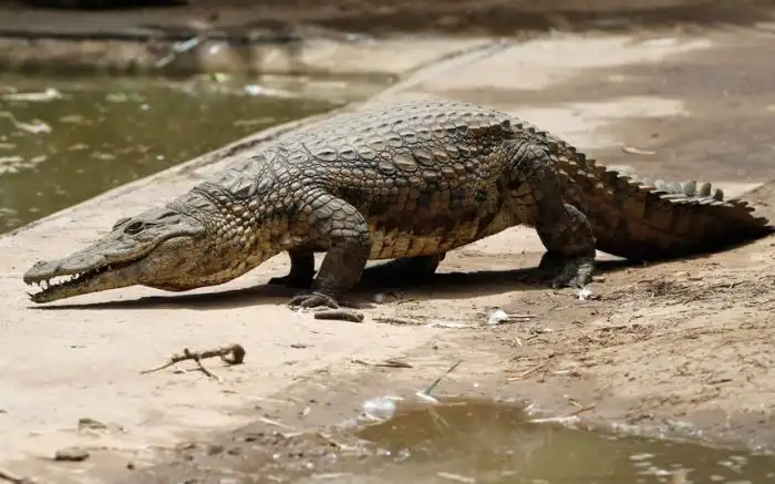15 000 крокодилов в ЮАР терроризируют местных жителей