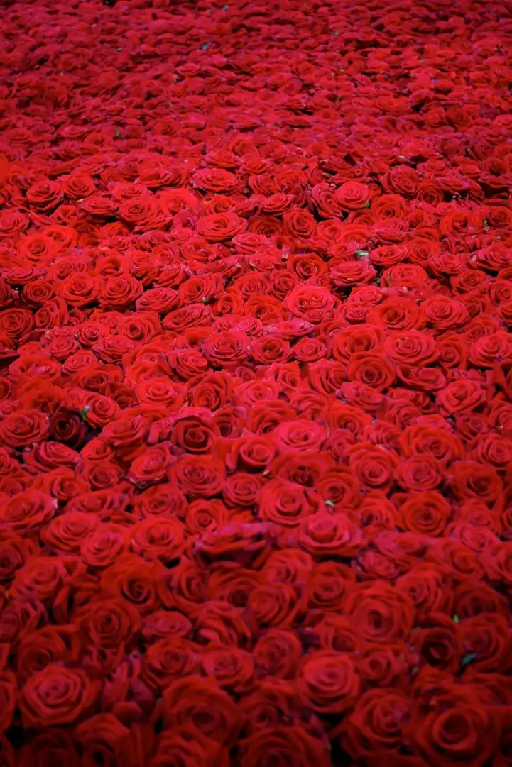 Жизнь и смерть 10000 роз