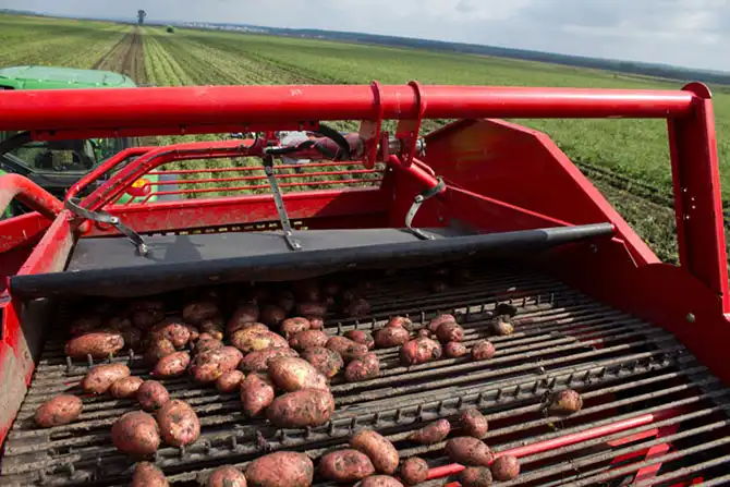 Как выращивают картофель