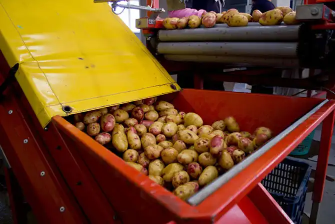 Как выращивают картофель