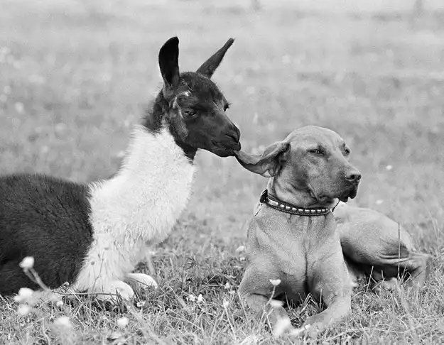 Трогательные и невероятные истории о дружбе между животными