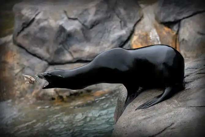 Новый фотопроект от National Geographic