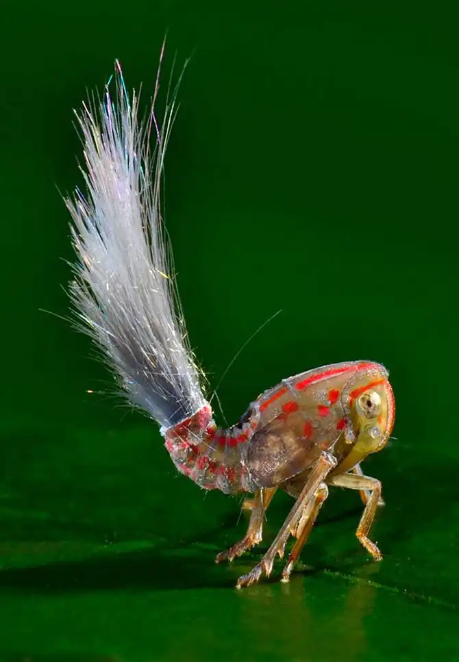 Редкие растения и существа Южной Америки