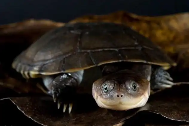 11 причудливых пород черепах