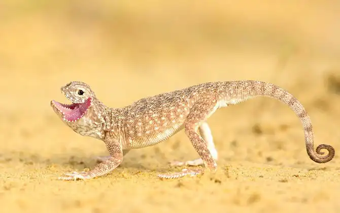 Фотографии животных за неделю