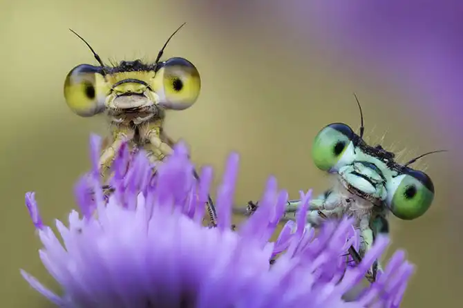 Фотографии животных за неделю
