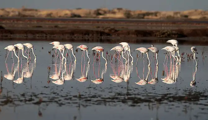 Фотографии животных за неделю