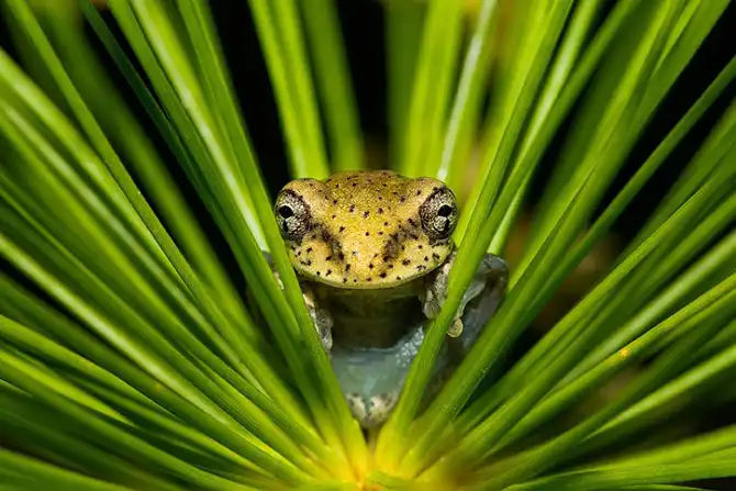 Фотографии животных за неделю