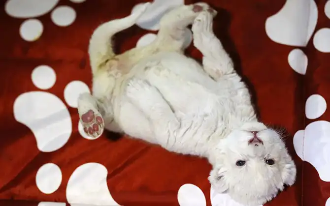 Фотографии животных за неделю