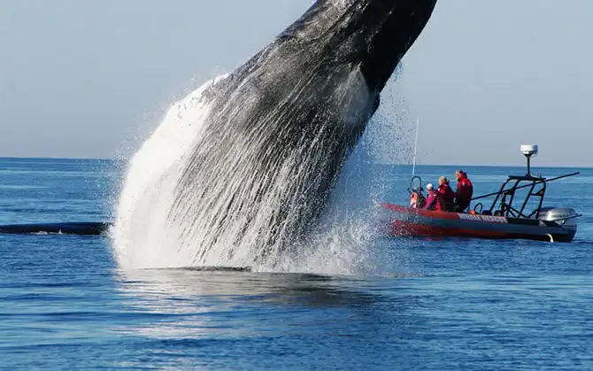 Фотографии животных за неделю