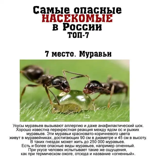 Топ 7 самых опасных насекомых, обитающих в России