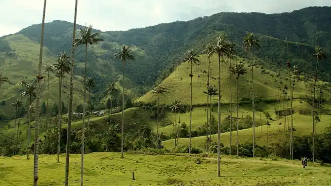 Прогулка по долине уникальных пальм