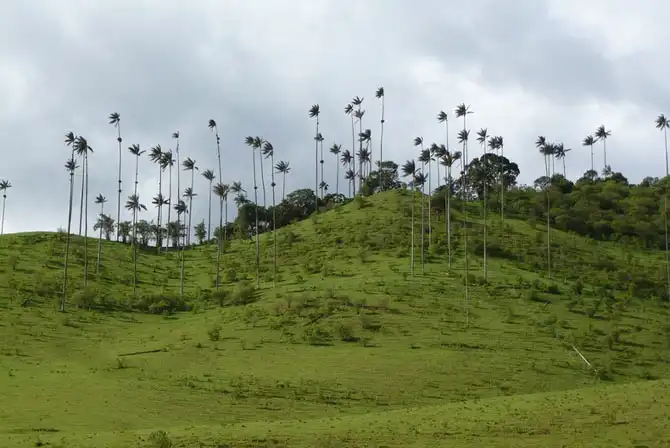 Прогулка по долине уникальных пальм