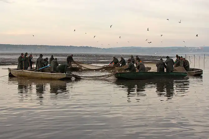 Как поймать рождественского карпа