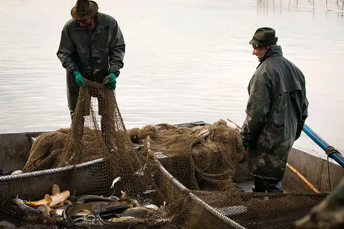 Как поймать рождественского карпа