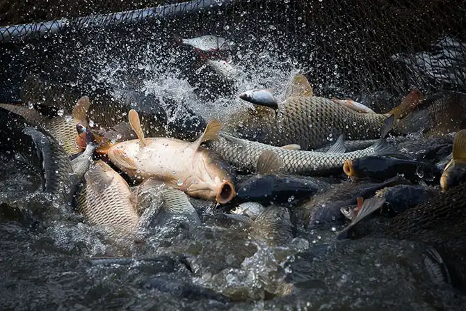 Как поймать рождественского карпа