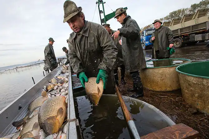 Как поймать рождественского карпа