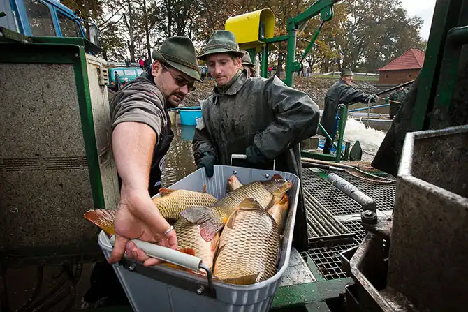 Как поймать рождественского карпа