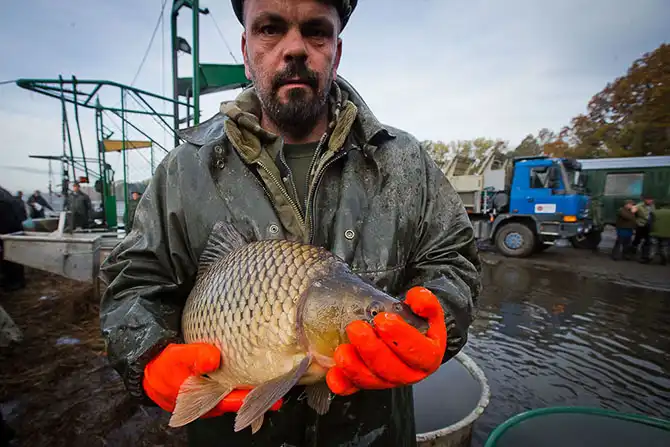 Как поймать рождественского карпа