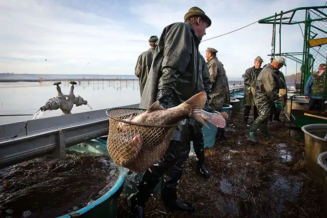Как поймать рождественского карпа