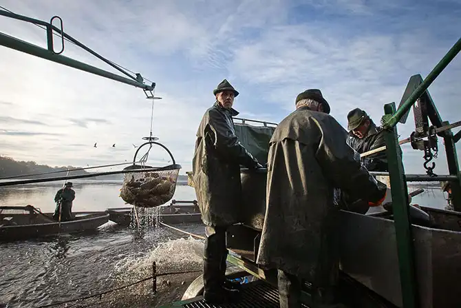 Как поймать рождественского карпа