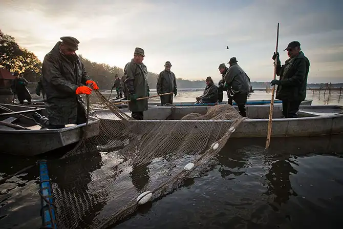 Как поймать рождественского карпа