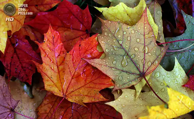 Волшебство осенней палитры