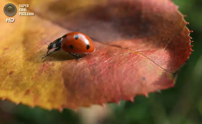 Волшебство осенней палитры
