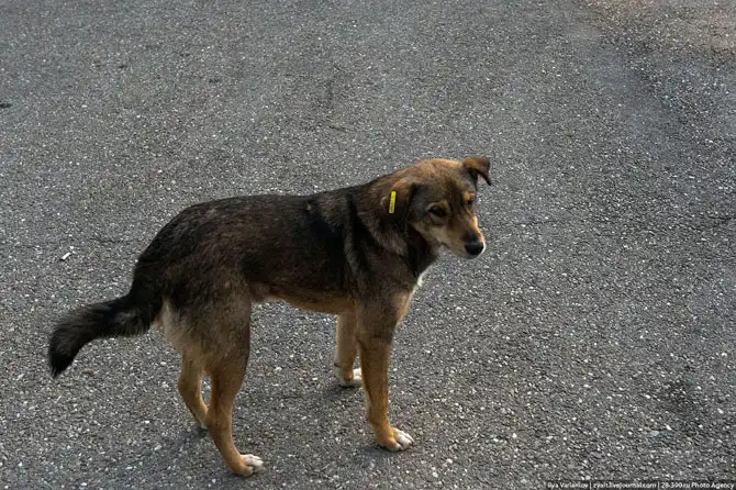 В гостях у румынских цыган