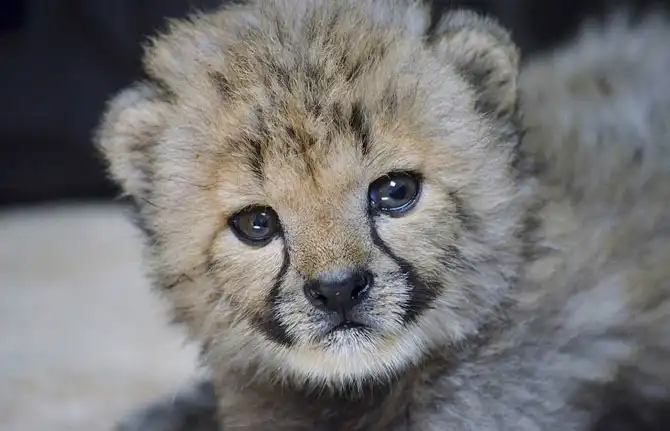 Животные в фотографиях