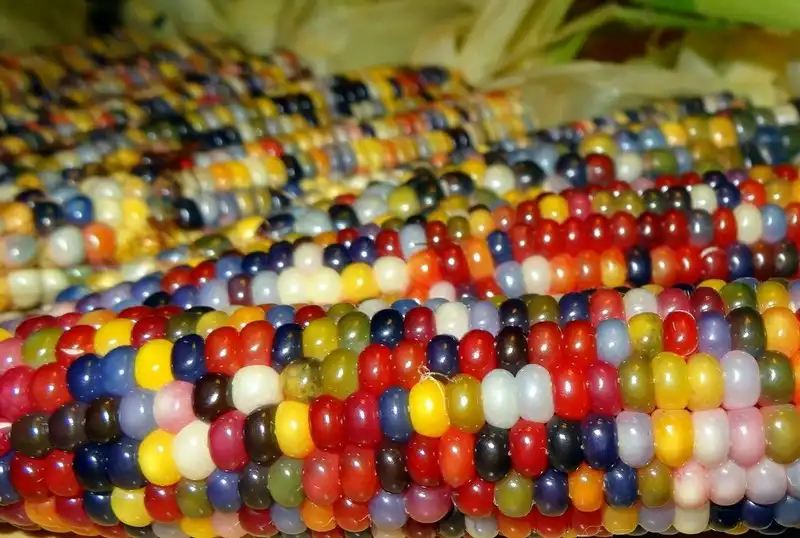 Цветная кукуруза - новый урожай