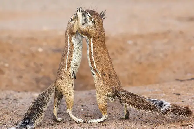 Фотографии животных за неделю