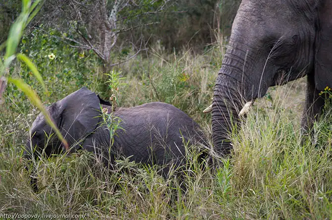 Беззащитные гиганты в заповеднике Хлухлуве-Имфолози