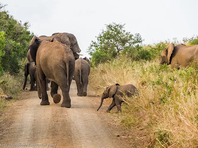 Беззащитные гиганты в заповеднике Хлухлуве-Имфолози