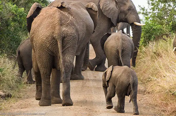 Беззащитные гиганты в заповеднике Хлухлуве-Имфолози