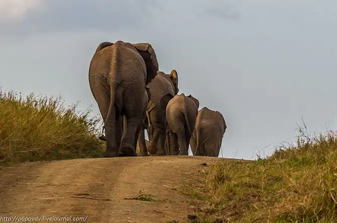 Беззащитные гиганты в заповеднике Хлухлуве-Имфолози