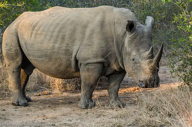 Беззащитные гиганты в заповеднике Хлухлуве-Имфолози