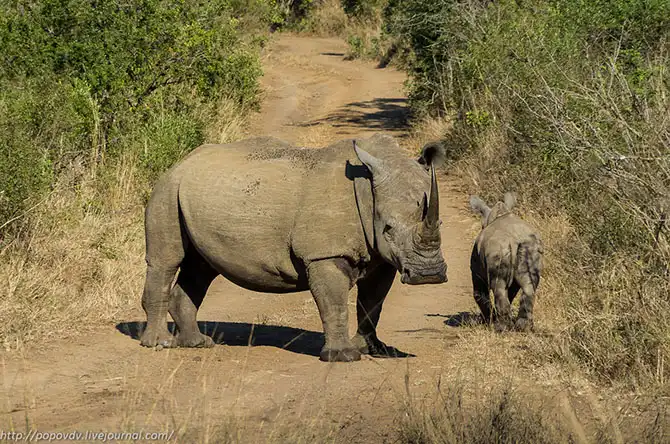 Беззащитные гиганты в заповеднике Хлухлуве-Имфолози