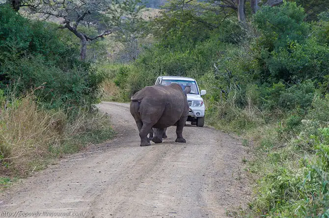 Беззащитные гиганты в заповеднике Хлухлуве-Имфолози